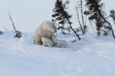 Polar Bear & Cubs Emerging from Den